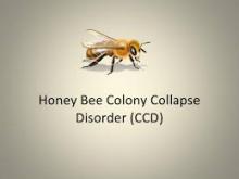 colony collapse disorder
