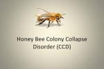 colony collapse disorder